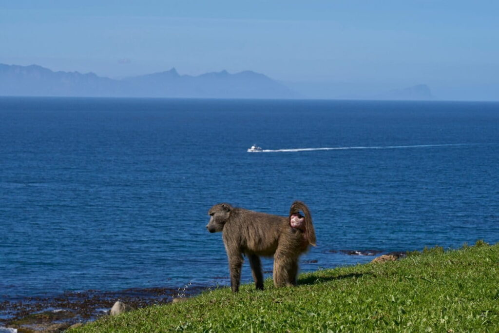 ‘A hard reset’: Cape Town to capture and relocate baboon troops