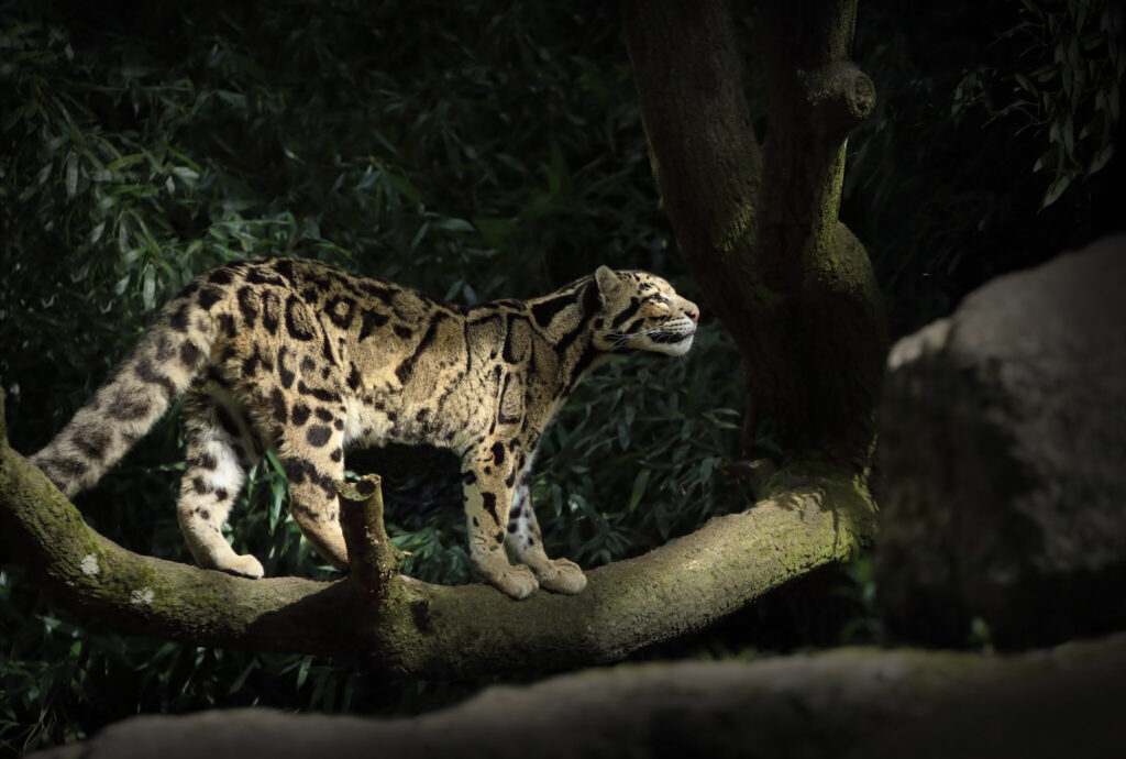 ‘Action on the ground’ in Laos is needed to recover large mammals, protect more species