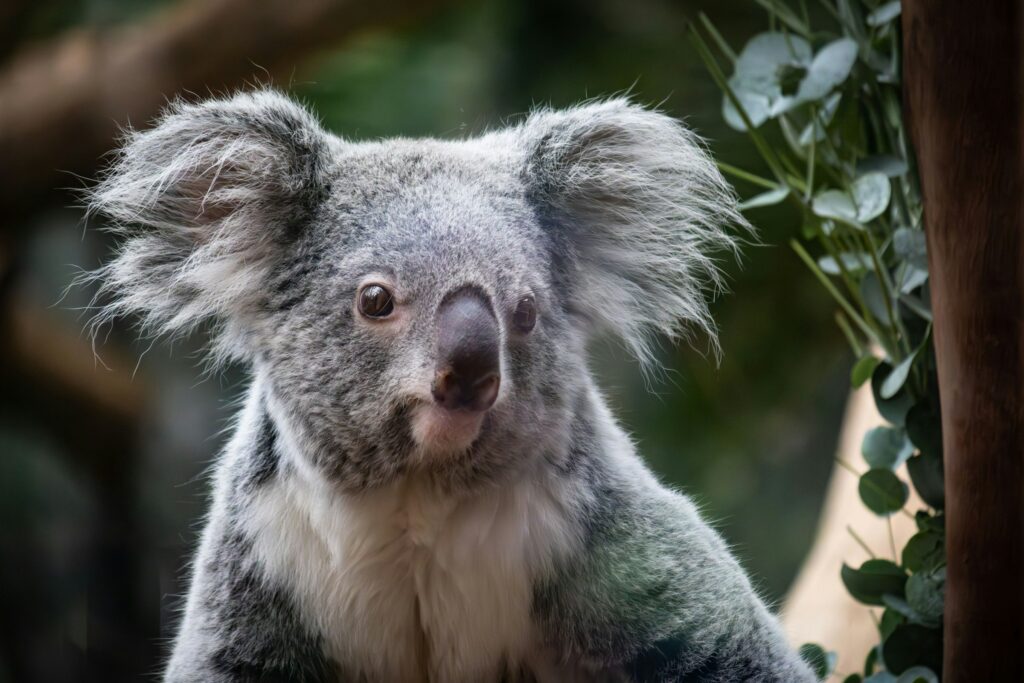 ‘Historic win’: Australian state approves national koala park despite controversial funding